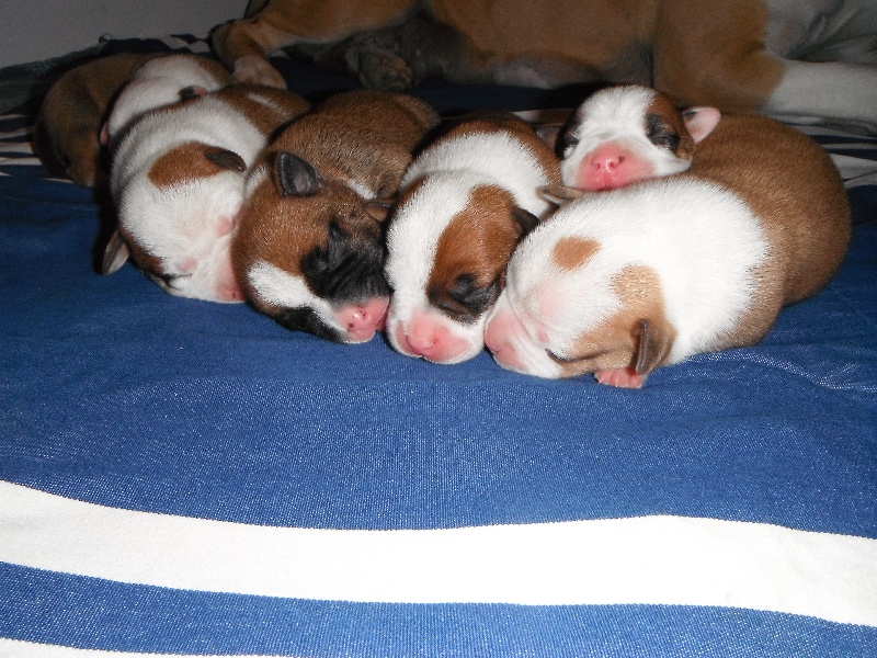 Des Larmes Cheyennes - American Staffordshire Terrier - Portée née le 13/06/2014