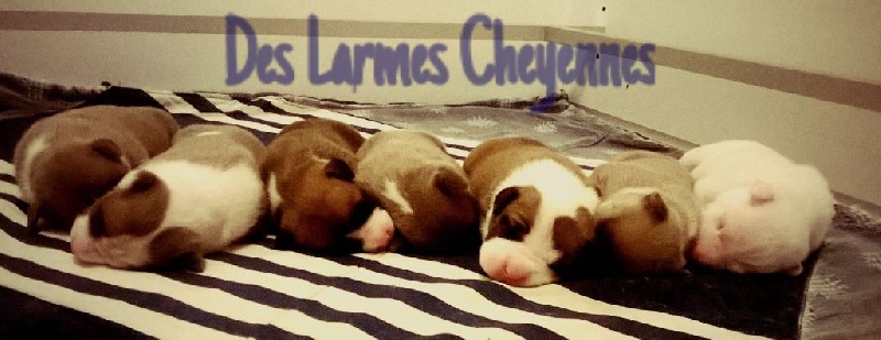 Des Larmes Cheyennes - American Staffordshire Terrier - Portée née le 04/01/2016