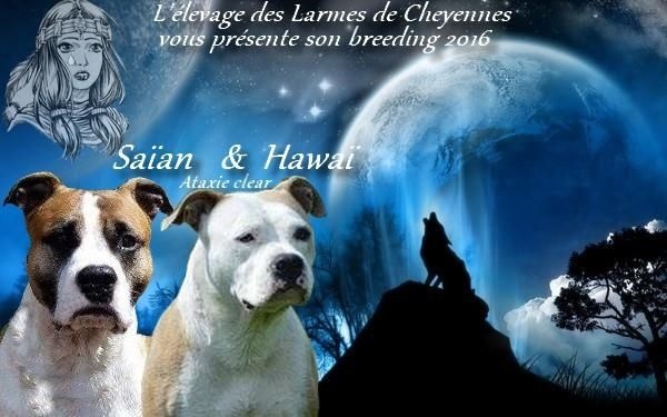portée née le 04 janvier 2016 Hawaï x F'Saïan